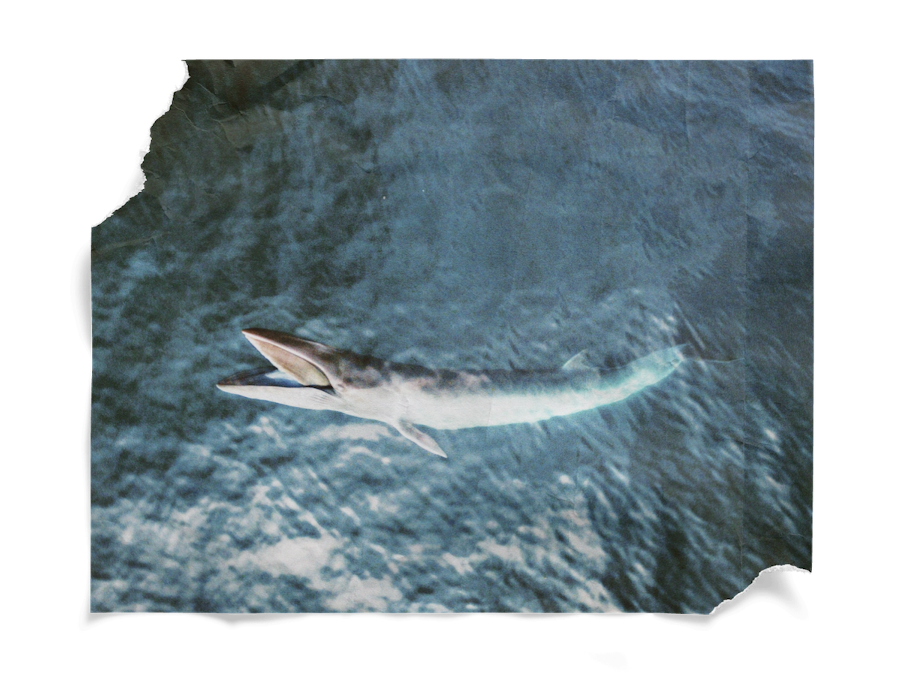 A Minke Whale in the middle of the ocean.